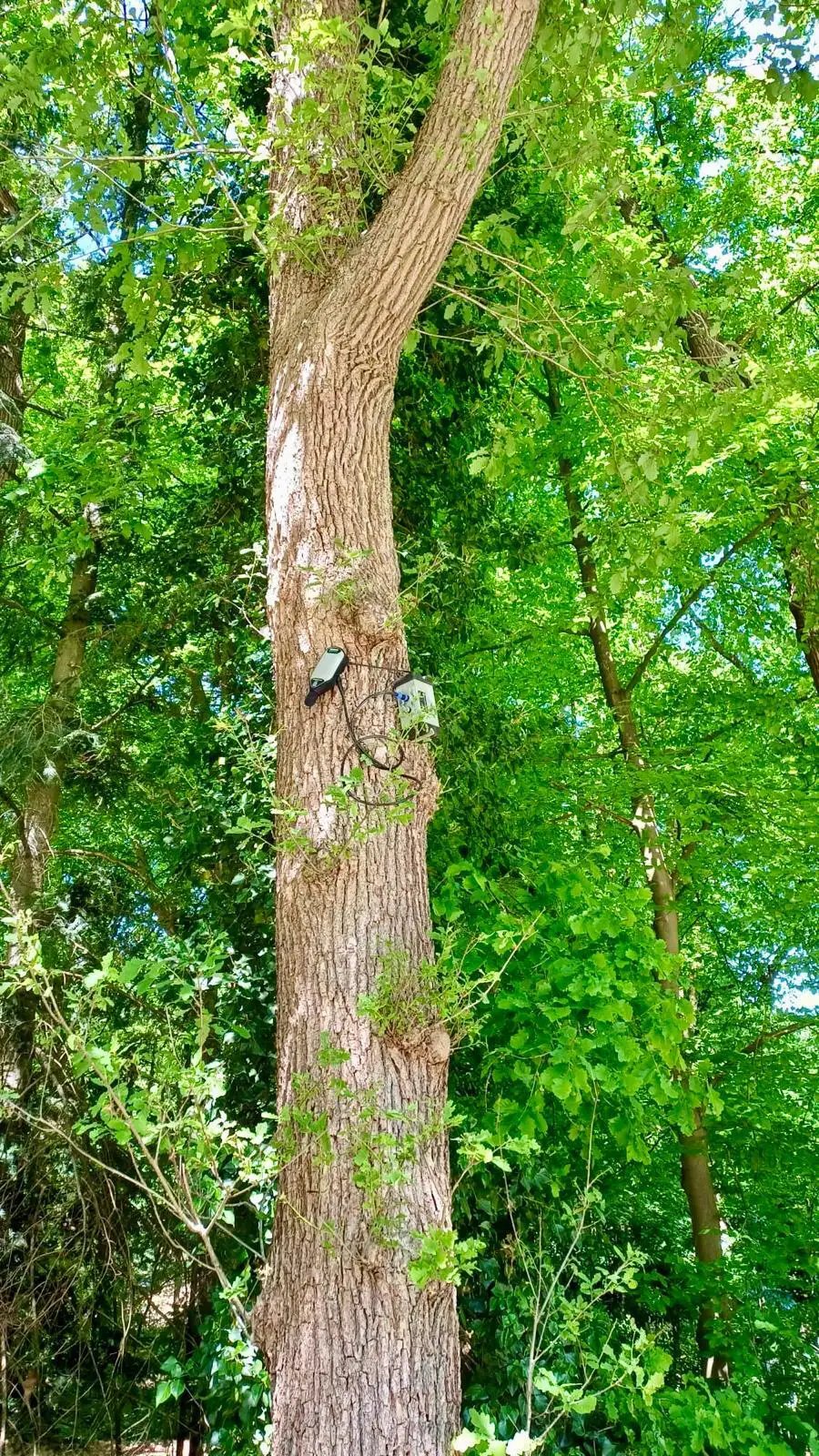 Bewijsrapportage® placed the Omnidots SWARM Sound high up in a tree
